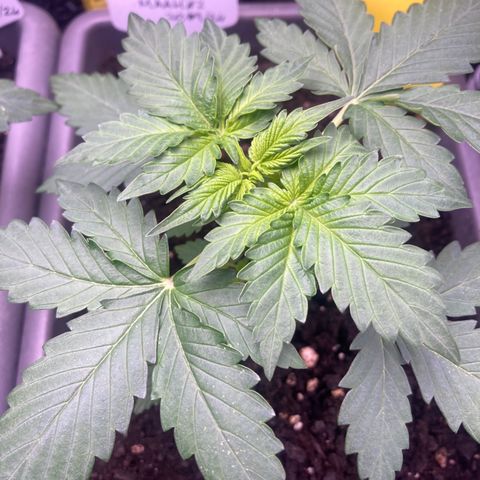 MAAH #2 growlog timeline photo