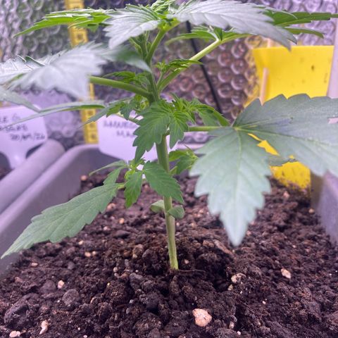 MAAH #2 growlog timeline photo
