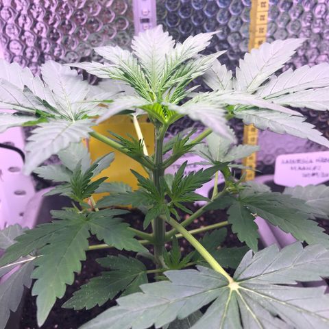 MA3G #5 growlog timeline photo