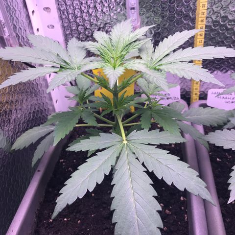 MA3G #5 growlog timeline photo