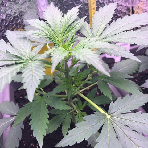 MA3G #5 growlog timeline photo