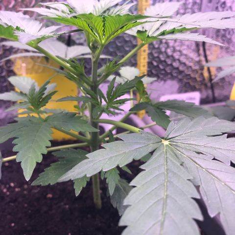 MA3G #5 growlog timeline photo