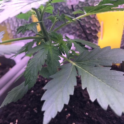 MAAH #2 growlog timeline photo