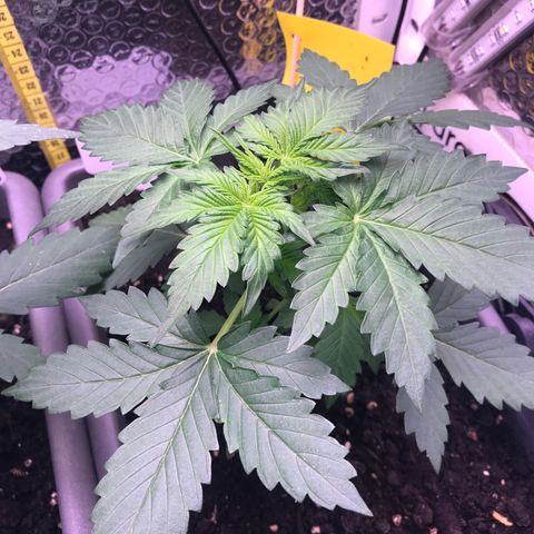 MAAH #2 growlog timeline photo