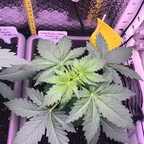 MAAH #2 growlog timeline photo