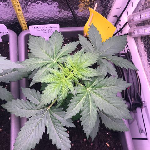 MAAH #2 growlog timeline photo