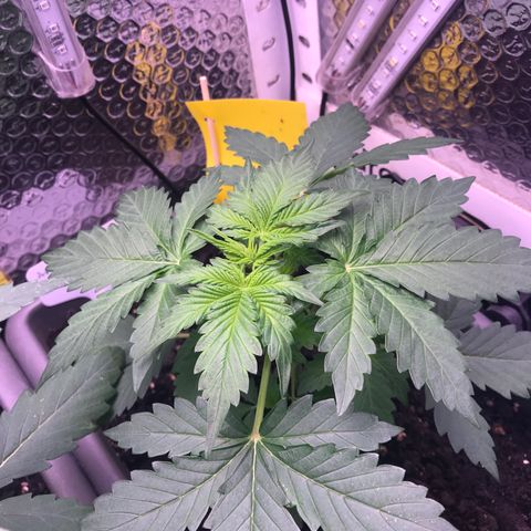 MAAH #2 growlog timeline photo