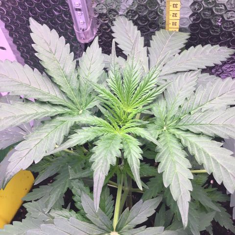 MA3G #5 growlog timeline photo