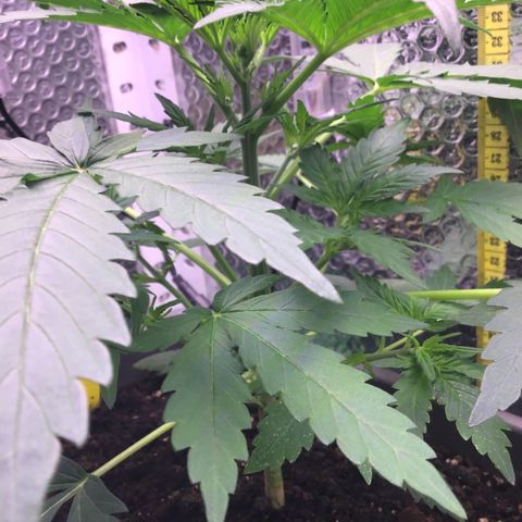MA3G #5 growlog timeline photo