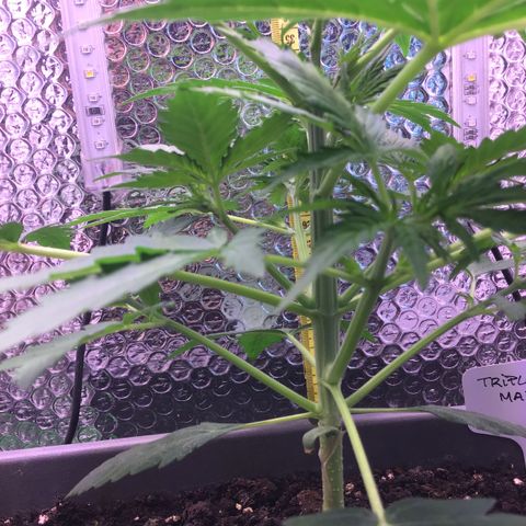 MA3G #5 growlog timeline photo