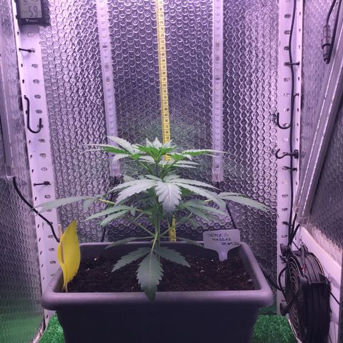 MA3G #5 growlog timeline photo
