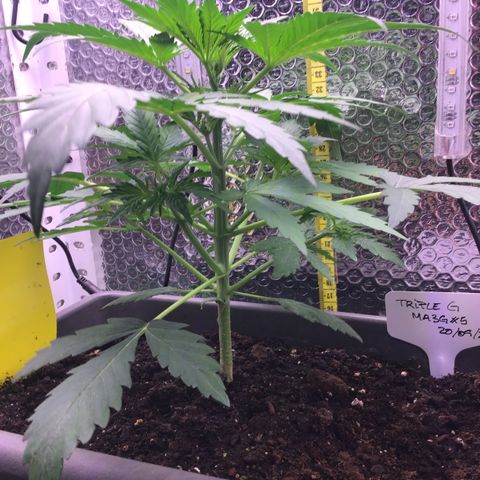 MA3G #5 growlog timeline photo