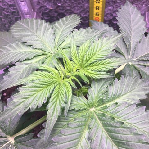 MAAH #2 growlog timeline photo