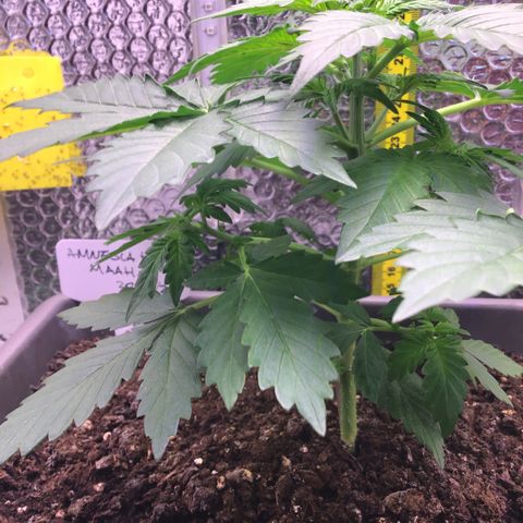 MAAH #2 growlog timeline photo