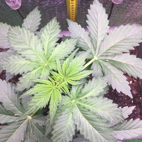 MAAH #2 growlog timeline photo