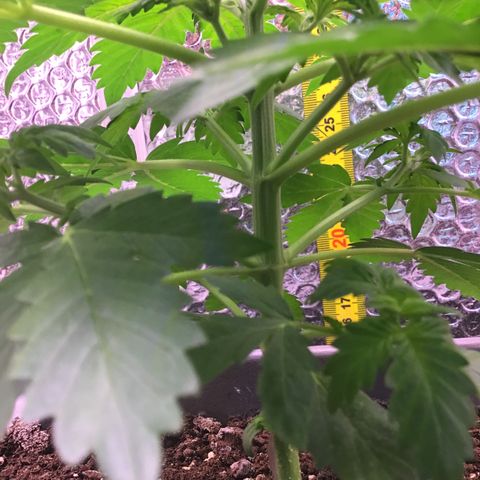 MAAH #2 growlog timeline photo