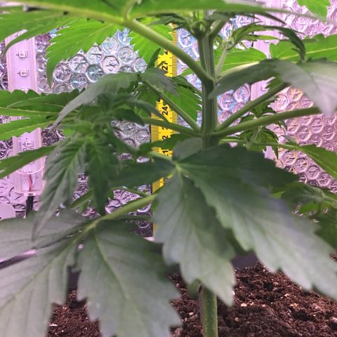 MAAH #2 growlog timeline photo