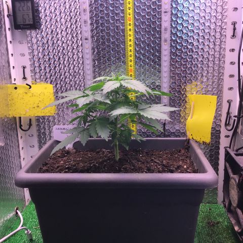 MAAH #2 growlog timeline photo