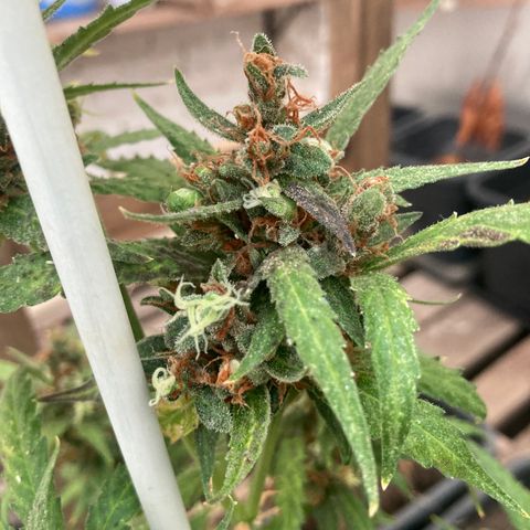 MAGDP #2 growlog timeline photo