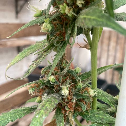 MAGDP #2 growlog timeline photo