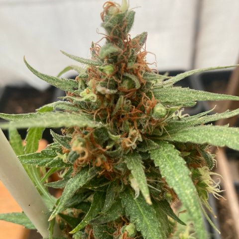 MAGDP #2 growlog timeline photo