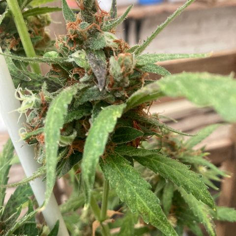 MAGDP #2 growlog timeline photo