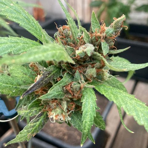 MAGDP #2 growlog timeline photo