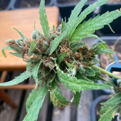 MAGDP #2 growlog timeline photo