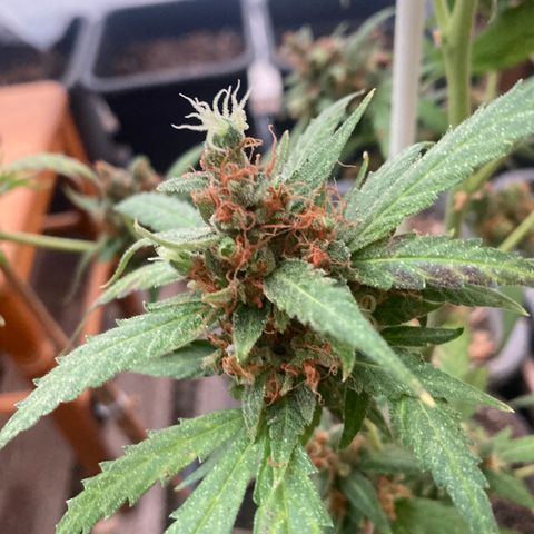MAGDP #2 growlog timeline photo