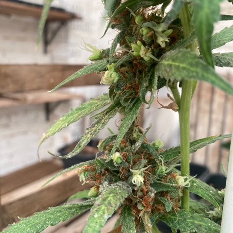 MAGDP #2 growlog timeline photo