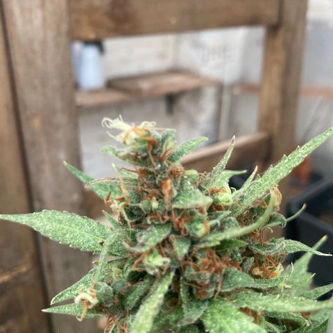 MAGDP #2 growlog timeline photo
