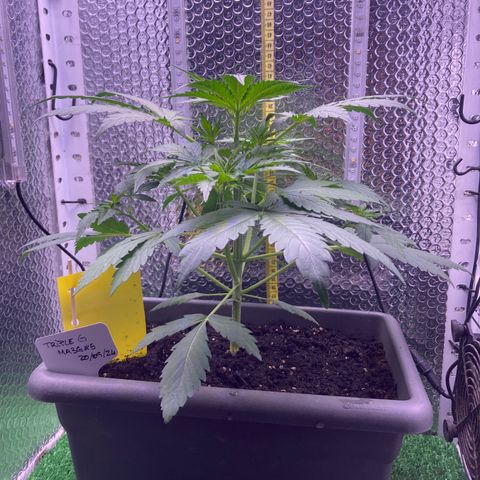MA3G #5 growlog timeline photo
