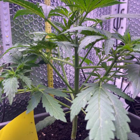 MA3G #5 growlog timeline photo