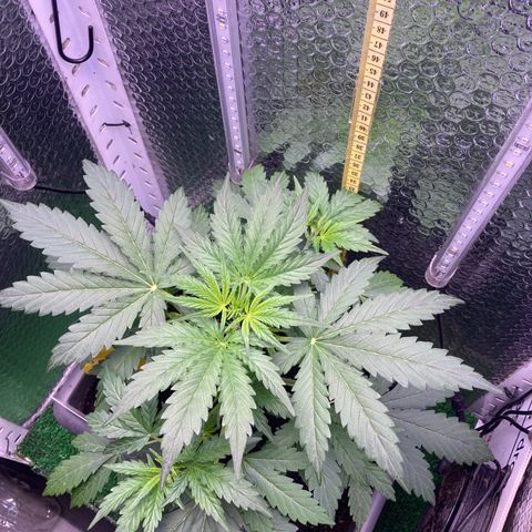 MA3G #5 growlog timeline photo
