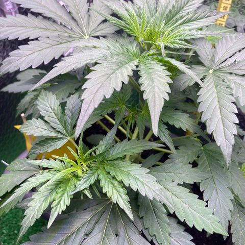 MA3G #5 growlog timeline photo