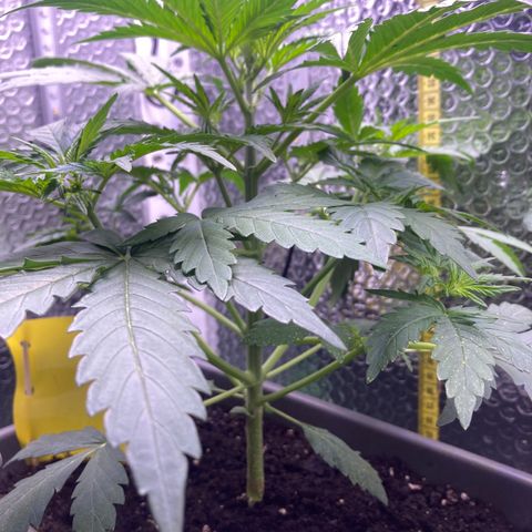 MA3G #5 growlog timeline photo