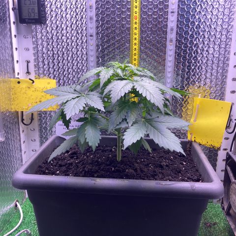 MAAH #2 growlog timeline photo