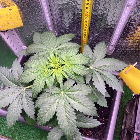 MAAH #2 growlog timeline photo
