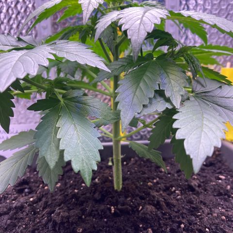MAAH #2 growlog timeline photo