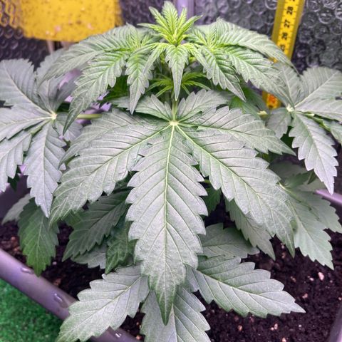 MAAH #2 growlog timeline photo