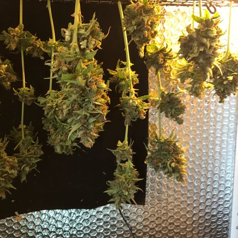 MAGDP #2 growlog timeline photo