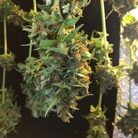 MAGDP #2 growlog timeline photo