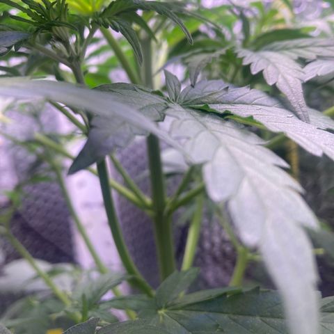 MA3G #5 growlog timeline photo