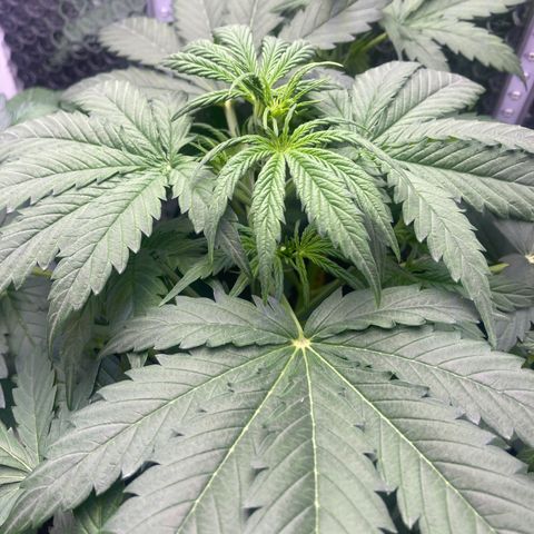 MA3G #5 growlog timeline photo