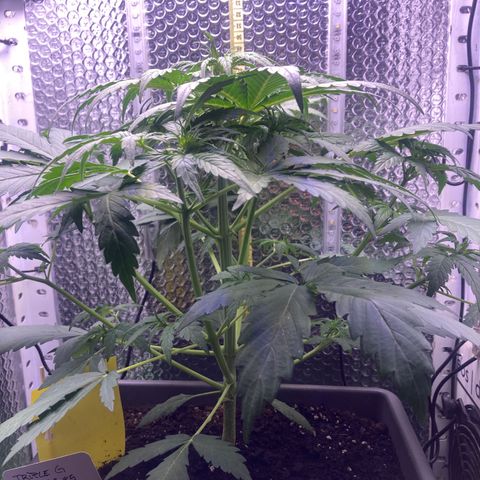 MA3G #5 growlog timeline photo