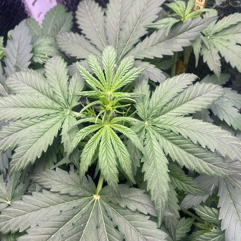 MA3G #5 growlog timeline photo