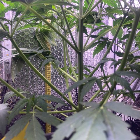 MA3G #5 growlog timeline photo