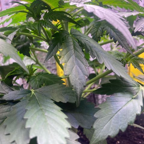 MAAH #2 growlog timeline photo