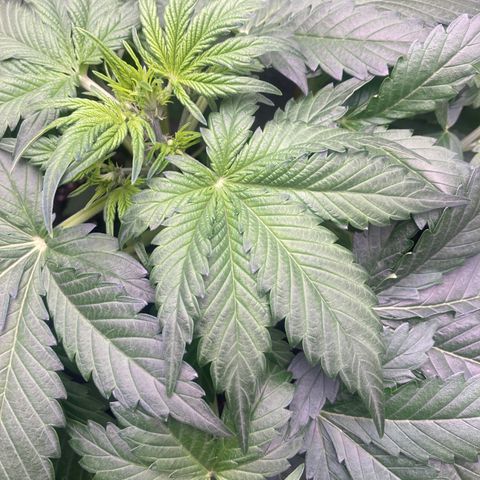 MAAH #2 growlog timeline photo