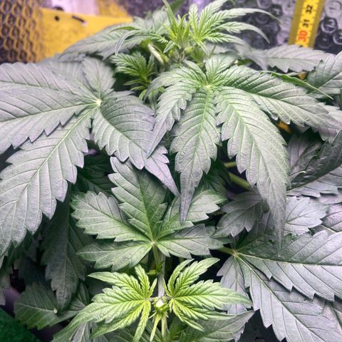 MAAH #2 growlog timeline photo